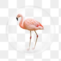 Pink flamingo png element, bird in bubble