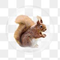 Squirrel png element, animal in bubble