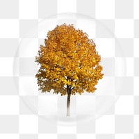 Autumn tree png element in bubble