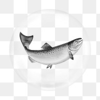 Trout fish png element, fish in bubble