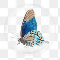 Blue butterfly png element, animal in bubble