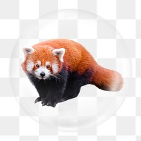 Red panda png element, animal in bubble