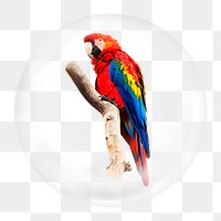 Macaw parrot png element, bird in bubble