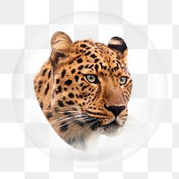 Leopard png element, animal in bubble