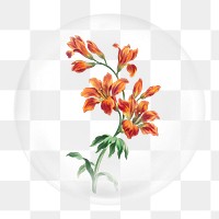 Orange lily png element, in bubble design