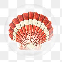 Sea shell png element in bubble