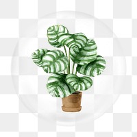 House plant png bubble element, transparent background 