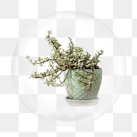 Potted plant png bubble element, transparent background 