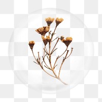 Dried vintage flower png bubble element, transparent background 