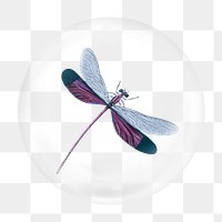 Purple dragonfly illustration png bubble element, transparent background 