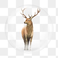 Deer illustration png bubble element, transparent background 