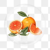 Blood orange illustration png bubble element, transparent background 