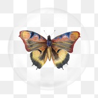Watercolor butterfly png bubble element, transparent background 