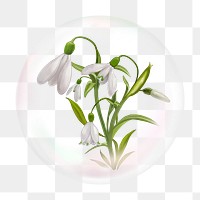 Snowdrop flower png bubble effect, transparent background