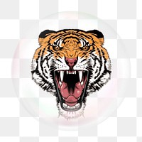 Roaring tiger png bubble effect, transparent background