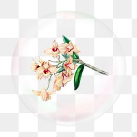 Orchid png bubble effect, transparent background