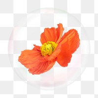 Orange poppy png bubble effect, transparent background