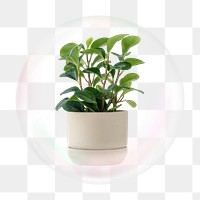 Houseplant png bubble effect, transparent background