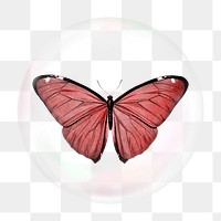 Red butterfly png bubble effect, transparent background