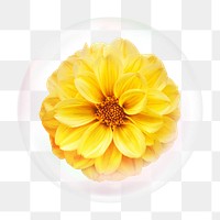 Yellow dahlia png bubble effect, transparent background