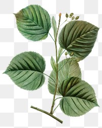 Vintage leaf png botanical, transparent background