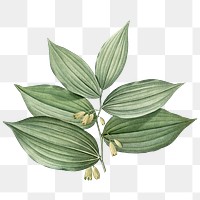 Vintage leaf png botanical, transparent background