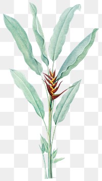 Crab claw plant png tropical plant, transparent background