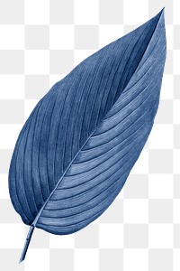 PNG vintage blue leaf, transparent background