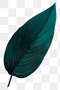 PNG dark green leaf, transparent background