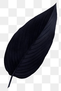 PNG vintage black leaf, transparent background