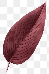 PNG red Autumn leaf, transparent background