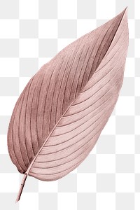 PNG pink Autumn leaf, transparent background