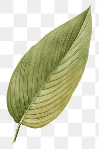 Vintage leaf png, transparent background