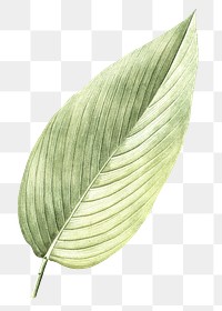 Vintage leaf png, transparent background