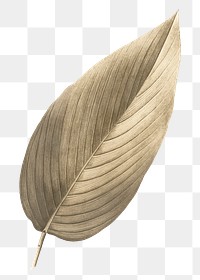 PNG vintage Autumn leaf, transparent background