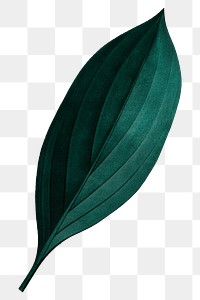 Dark green leaf png, transparent background