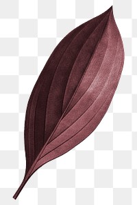 PNG red Autumn leaf, transparent background