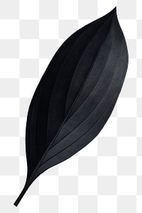 PNG vintage black leaf, transparent background