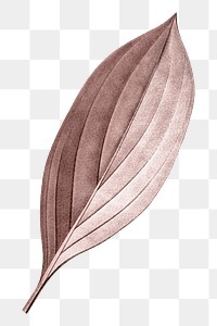 Autumn pink leaf png, transparent background