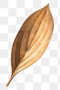 PNG vintage Autumn brown leaf, transparent background