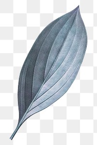 PNG vintage blue leaf, transparent background