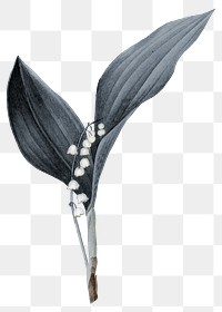 Vintage flower png lily of the valley, transparent background