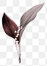 Vintage flower png lily of the valley, transparent background