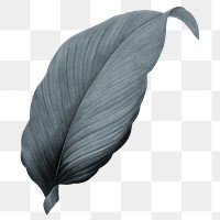 PNG vintage gray leaf, transparent background