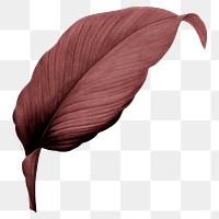 PNG red Autumn leaf, transparent background