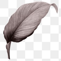 Gray leaf png vintage, transparent background