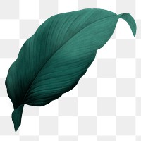 PNG dark green leaf, transparent background