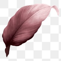 PNG red Autumn leaf, transparent background