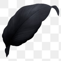 Black leaf png, transparent background