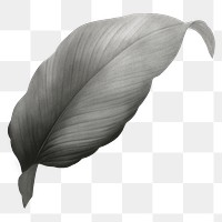 PNG vintage gray leaf, transparent background